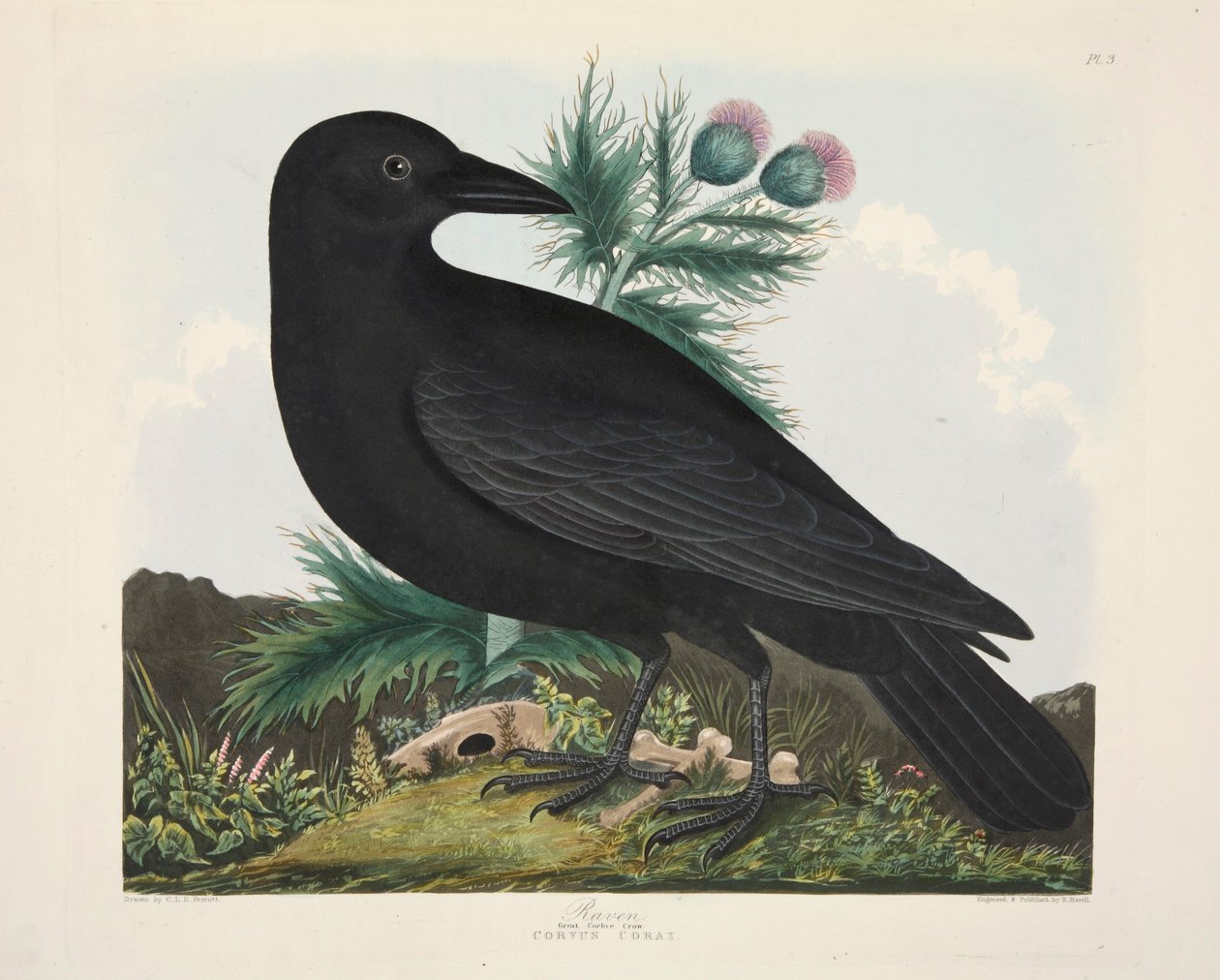 Raven, Corvus Corai, pub. 1835 Håndfarget gravering. av Charlotte Lousia Emily Perrott