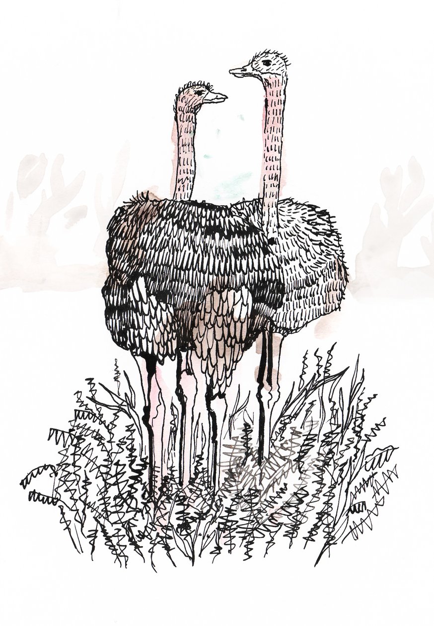 Flamingoer, 2018 (penn og blekk) av Charlotte Orr