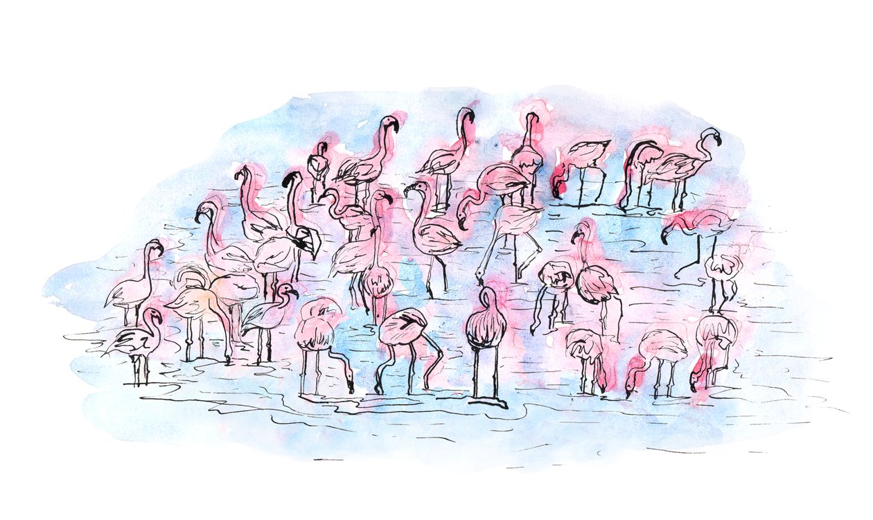 Flamingos 2, 2018 (blekk og akvarell) av Charlotte Orr