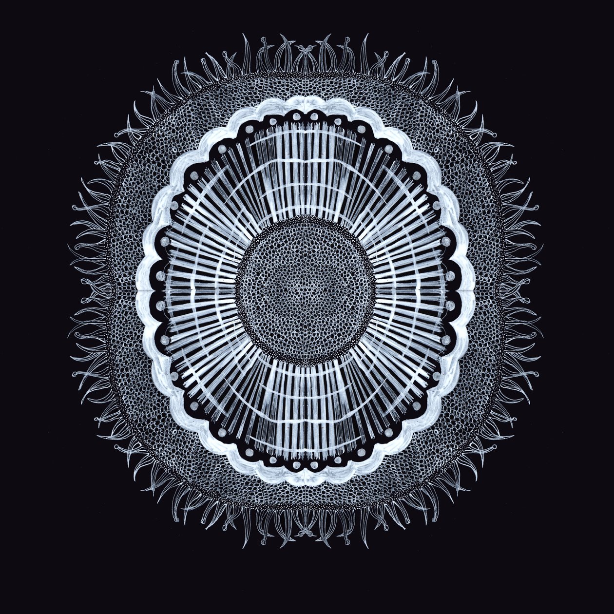 Plant Cell 0.2, 2019 (penn og blekk) av Charlotte Orr