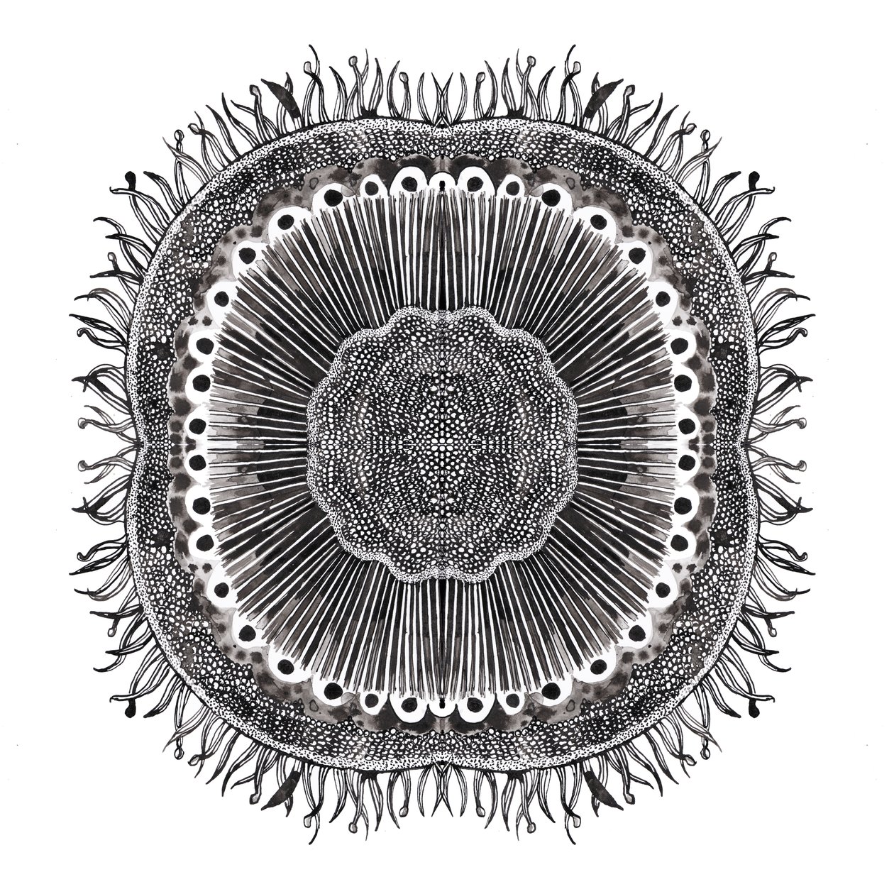 Planteceller, 2019 (penn og blekk) av Charlotte Orr
