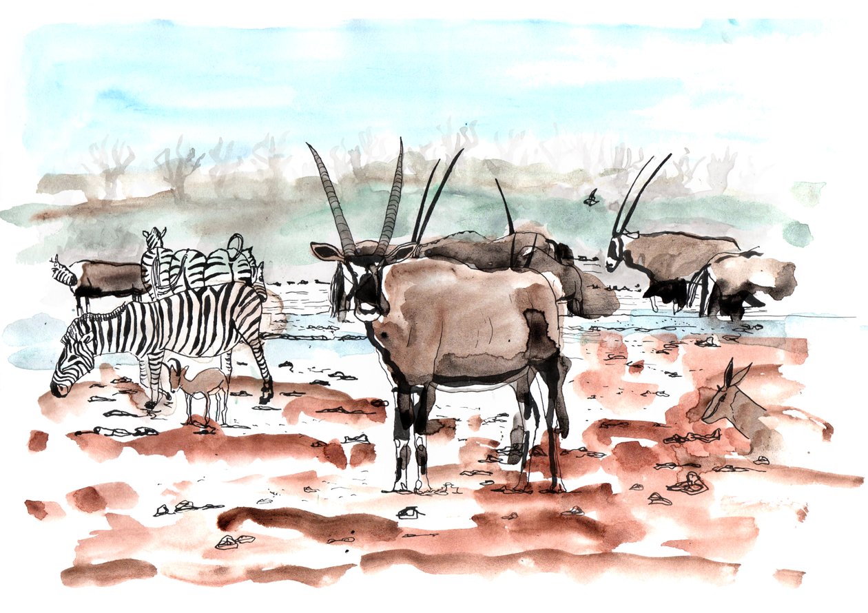 Safari, 2018 (blekk og akvarell) av Charlotte Orr