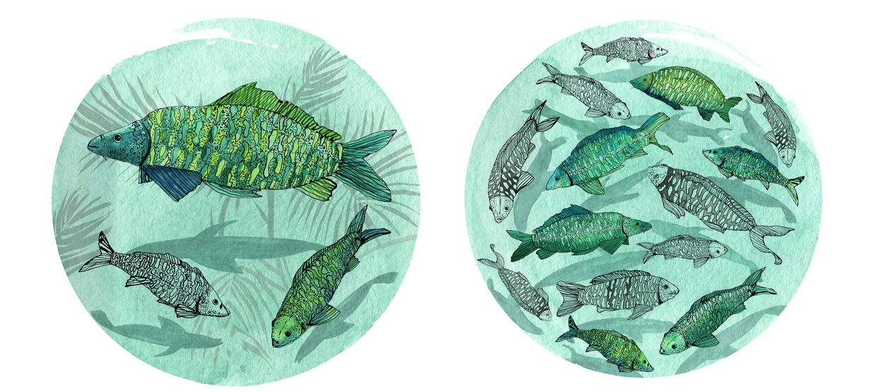 Small Fish Big Pond, 2018 (penn og blekk, akvarell og digital) av Charlotte Orr