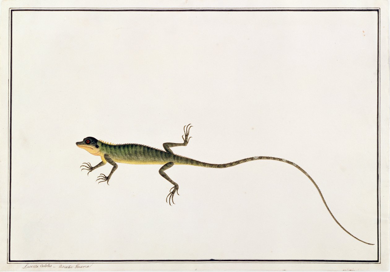 Asiatisk Guana, Lacerta Calotes, fra tegninger av dyr, insekter og reptiler fra Malacca, ca. 1805-18 (wc og gouache på papir) av Chinese School