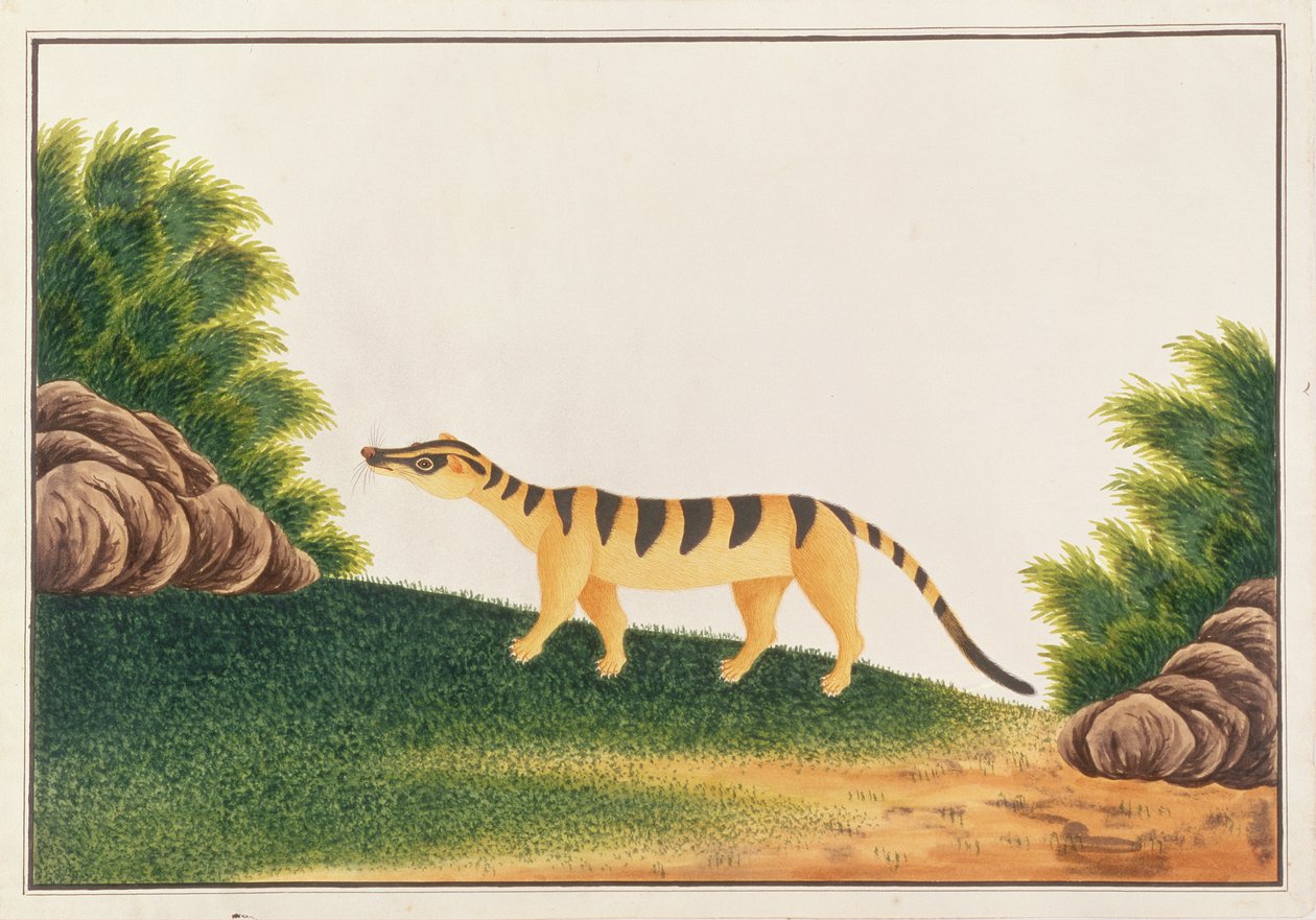 Banded Palm Civet, fra tegninger av dyr, insekter og reptiler fra Malacca, ca. 1805-18 (wc & gouache på papir) av Chinese School
