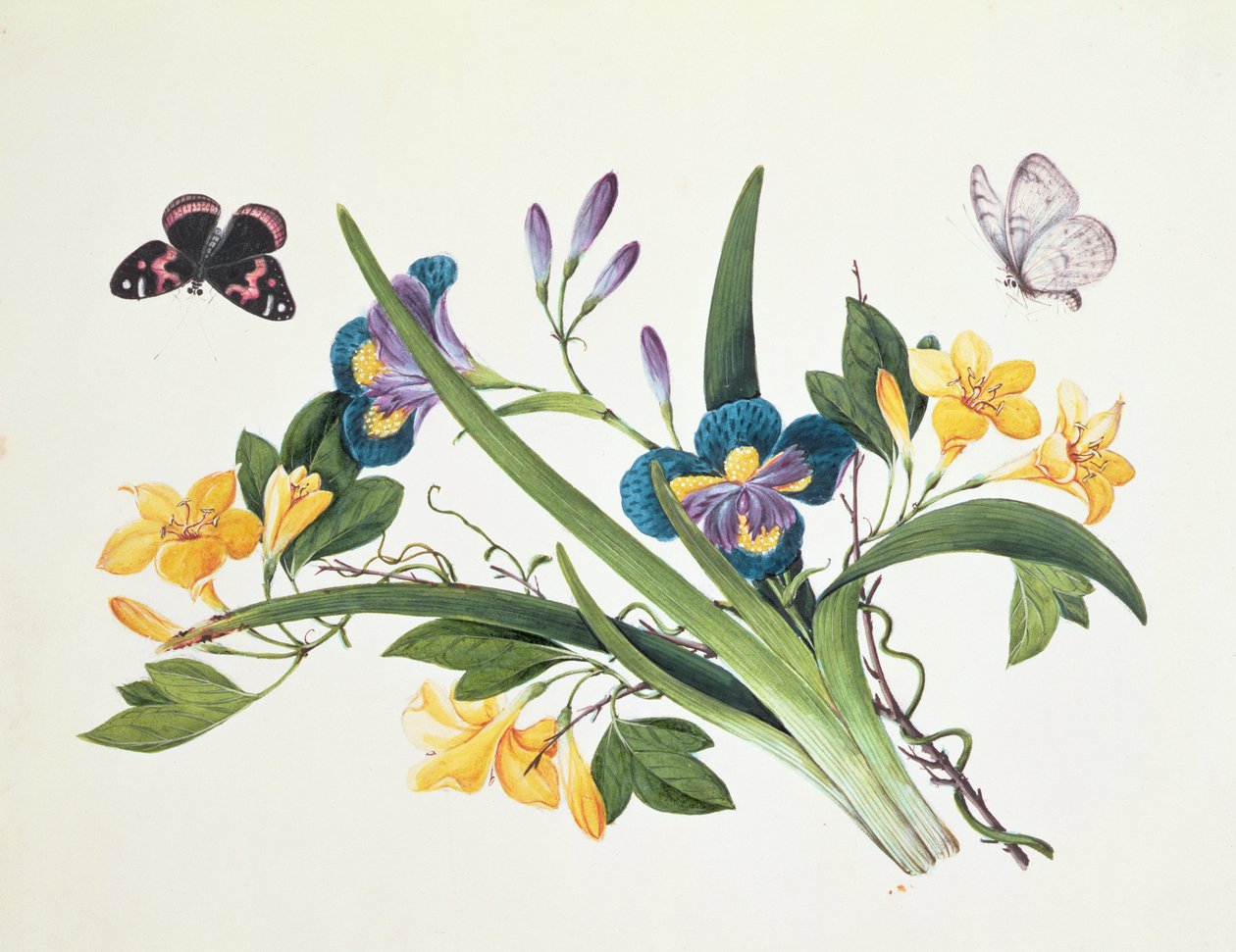 Blå iris og insekter (wc på papir) av Chinese School