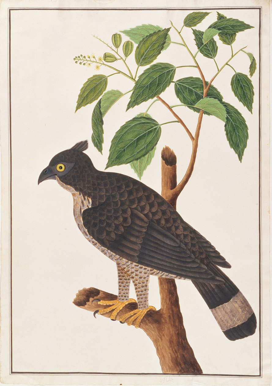 Blyths Hawk Eagle, fra Drawings of Birds from Malacca, ca. 1805-18 (wc på papir) av Chinese School
