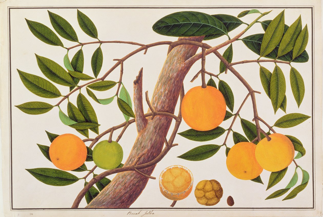 Booah Jebba, fra Drawings of Plants from Malacca, ca. 1805-18 (wc på papir) av Chinese School