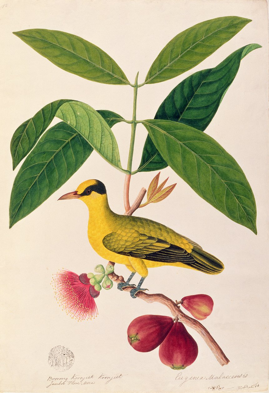 Boorong koonjiet koonjiet, Jambo Flore mera, fra Drawings of Birds from Malacca, ca. 1805-18 (wc på papir) av Chinese School