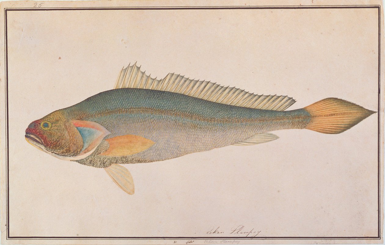 Bronse Croaker, fra Drawings of Fishes from Malacca, ca. 1805-18 (wc på papir) av Chinese School