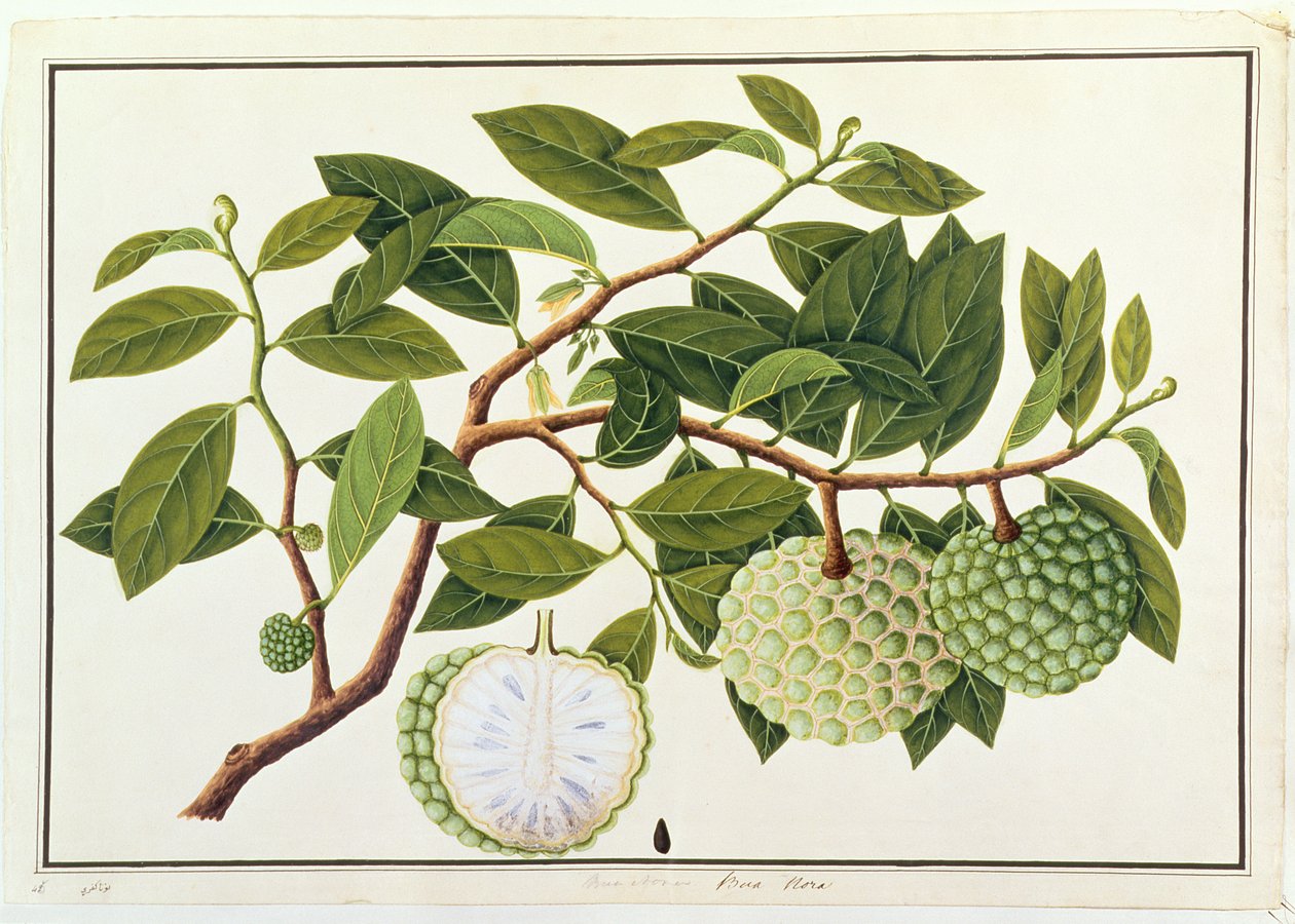 Bua Nora, fra Tegninger av planter fra Malacca, ca. 1805-18 (wc på papir) av Chinese School
