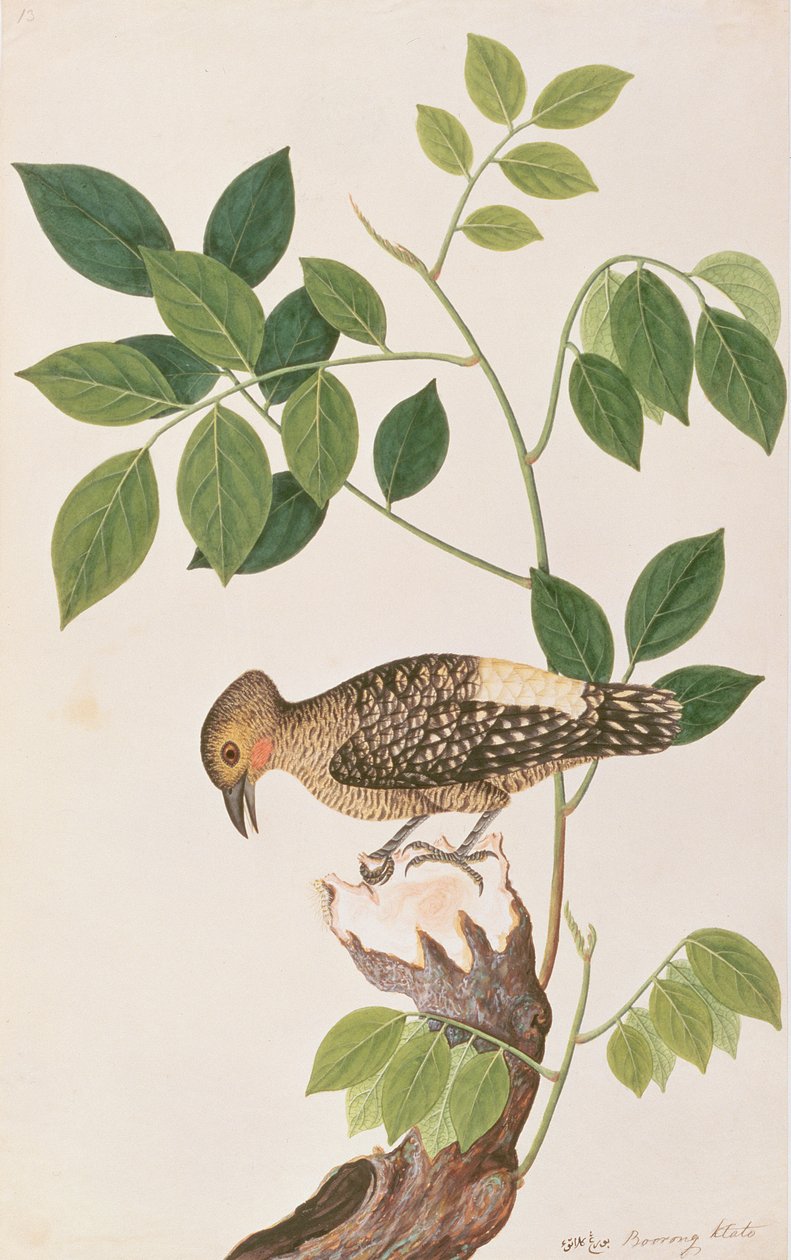 Buff-rumped Woodpecker, fra Drawings of Birds from Malacca, ca. 1805-18 (wc på papir) av Chinese School