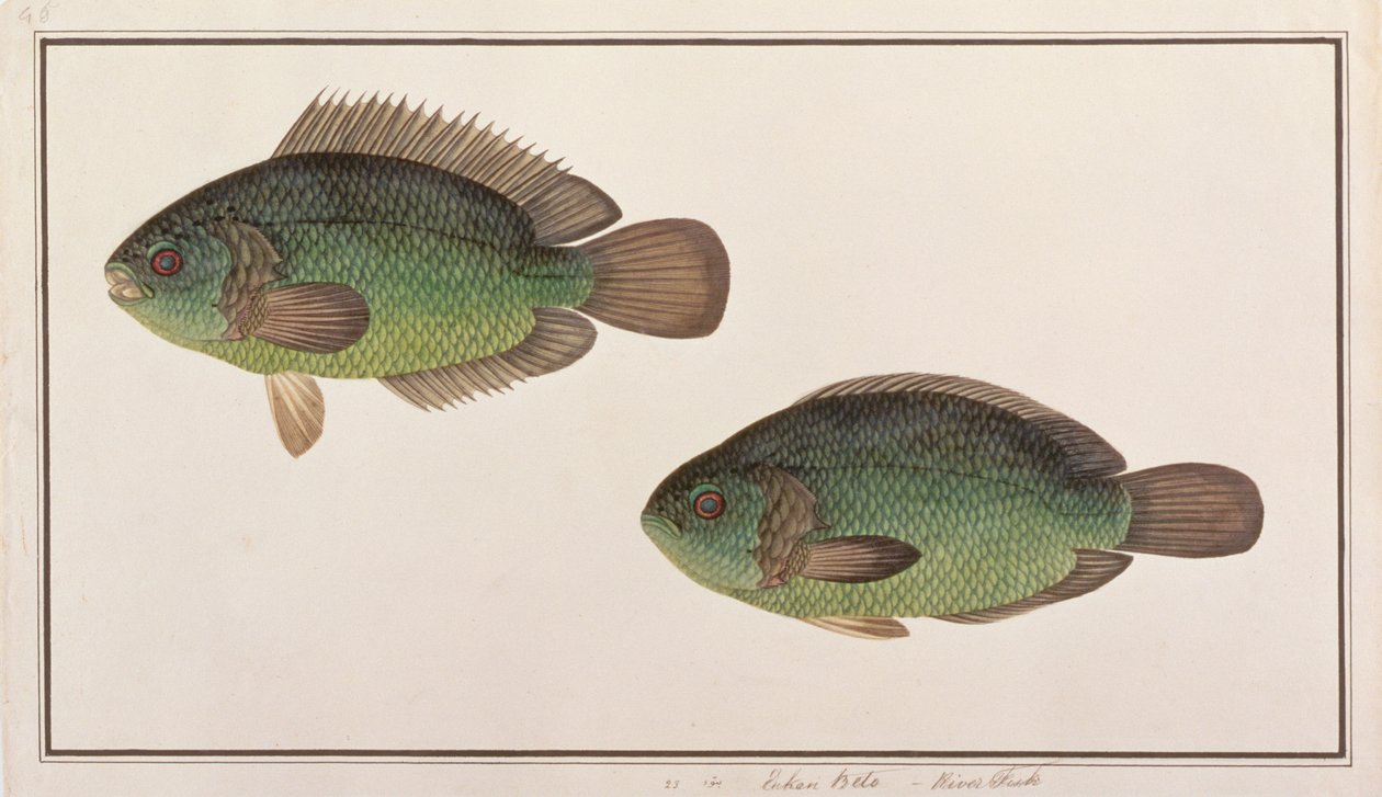 Klatreabbor, fra tegninger av fisk fra Malacca, ca. 1805-18 (wc på papir) av Chinese School