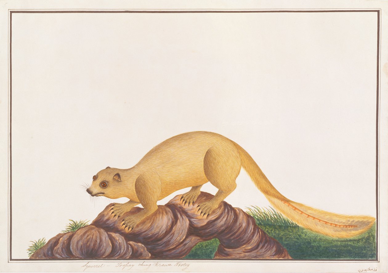 Kremfarget kjempeekorn, fra tegninger av dyr, insekter og reptiler fra Malacca, ca. 1805-18 (wc & gouache på papir) av Chinese School