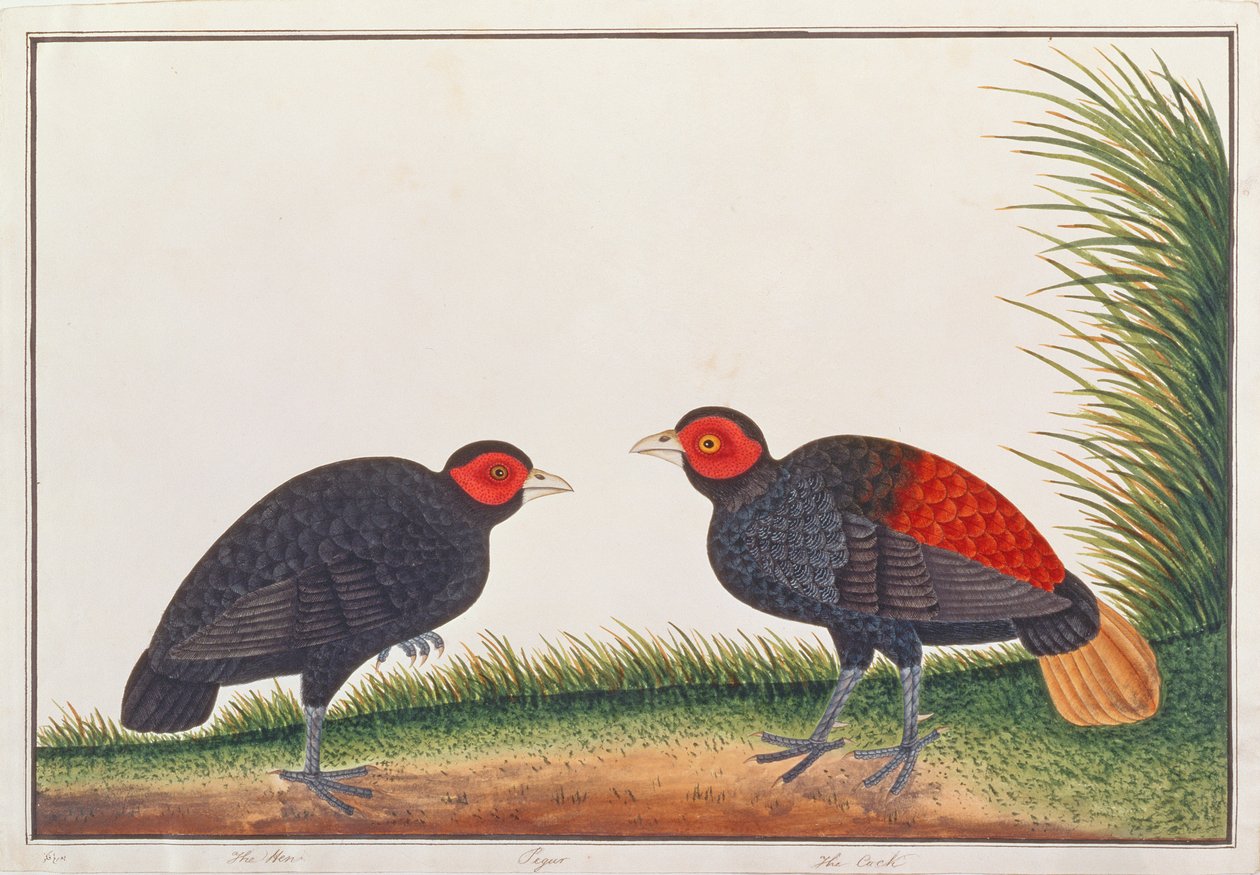 Crestless Fireback, fra Tegninger av fugler fra Malacca, ca. 1805-18 (wc på papir) av Chinese School