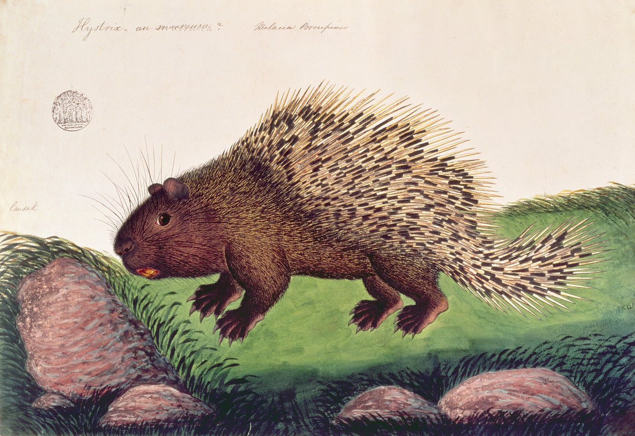 Dammai Batoo, fra tegninger av dyr, insekter og reptiler fra Malacca, ca. 1805-18 (gouache og wc på papir) av Chinese School