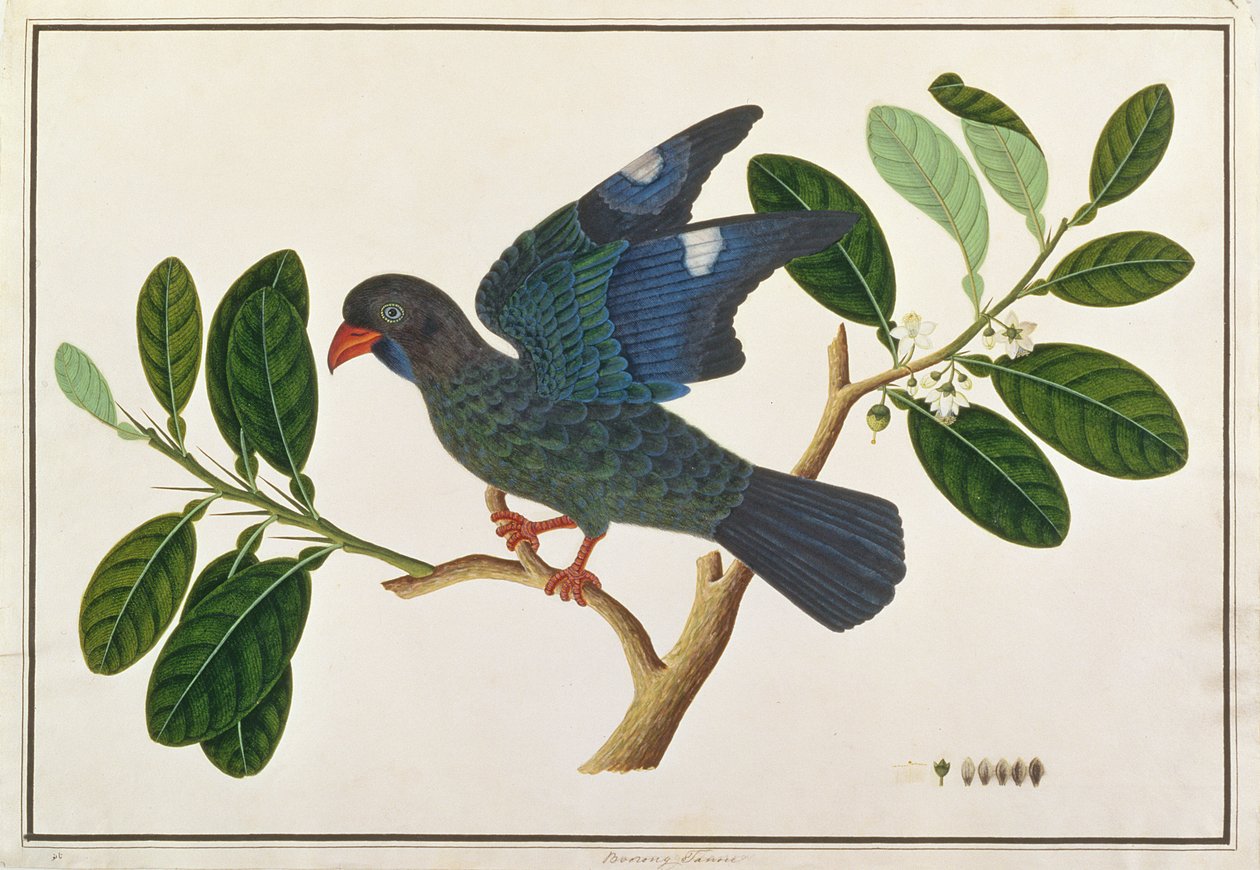 Dollarbird, fra Drawings of Birds from Malacca, ca. 1805-18 (wc på papir) av Chinese School