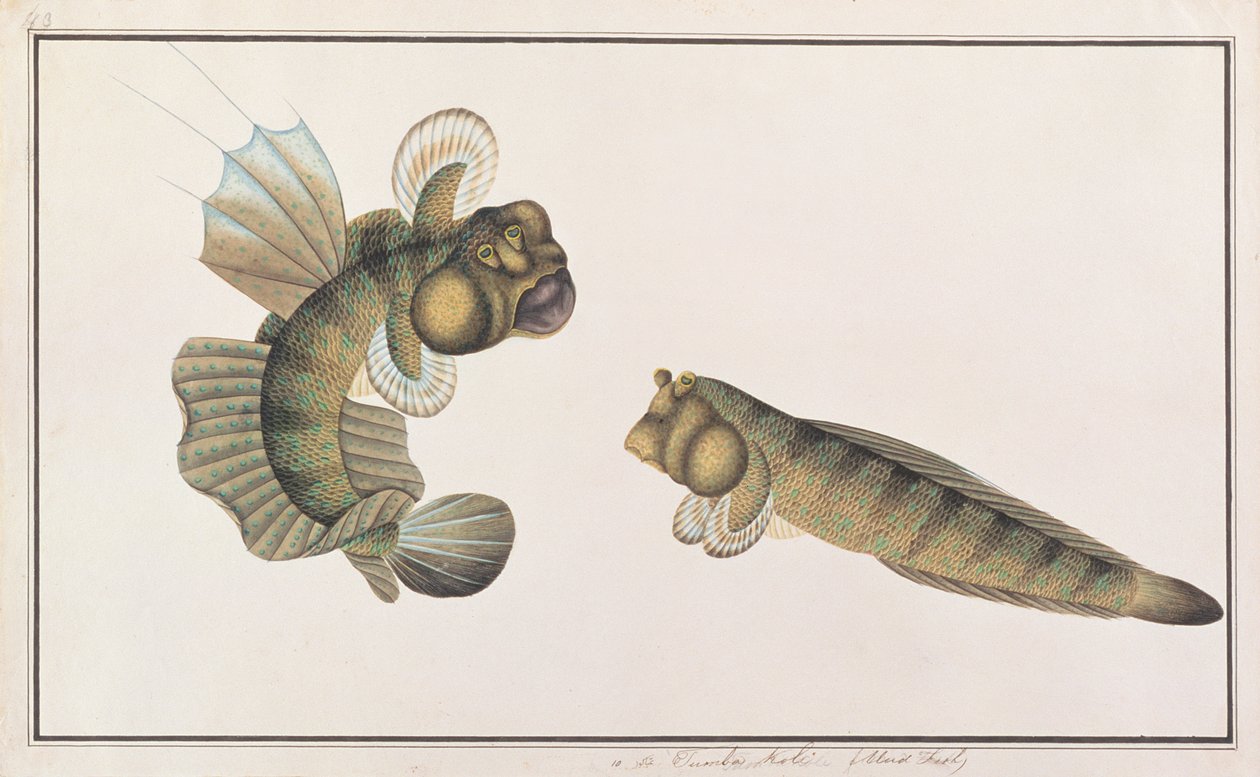 Dragon Mudskipper, fra Drawings of Fishes from Malacca, ca. 1805-18 (wc på papir) av Chinese School