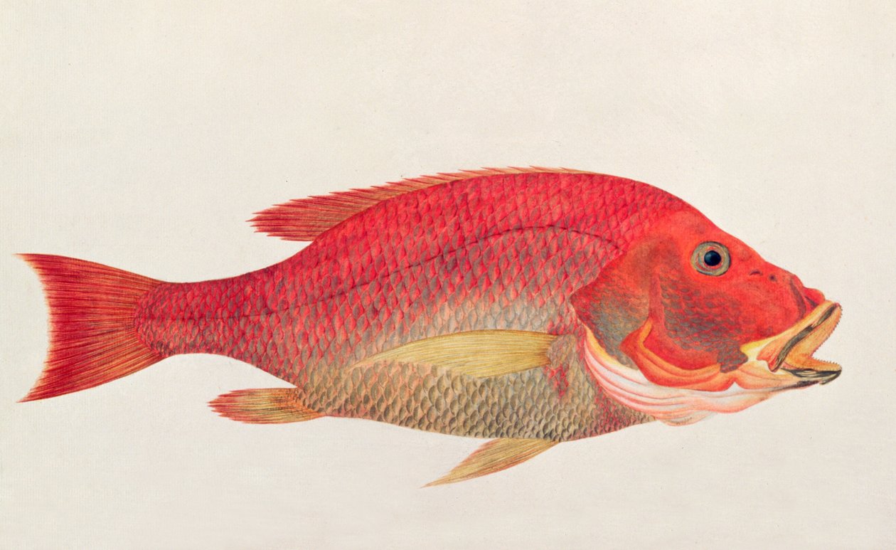 Eekan Bambangan, fra Drawings of Fishes from Malacca, ca. 1805-18 (wc på papir) av Chinese School