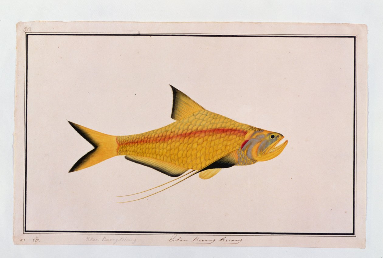 Eekan Bieung Bieung, fra Drawings of Fishes from Malacca, ca. 1805-18 (wc på papir) av Chinese School