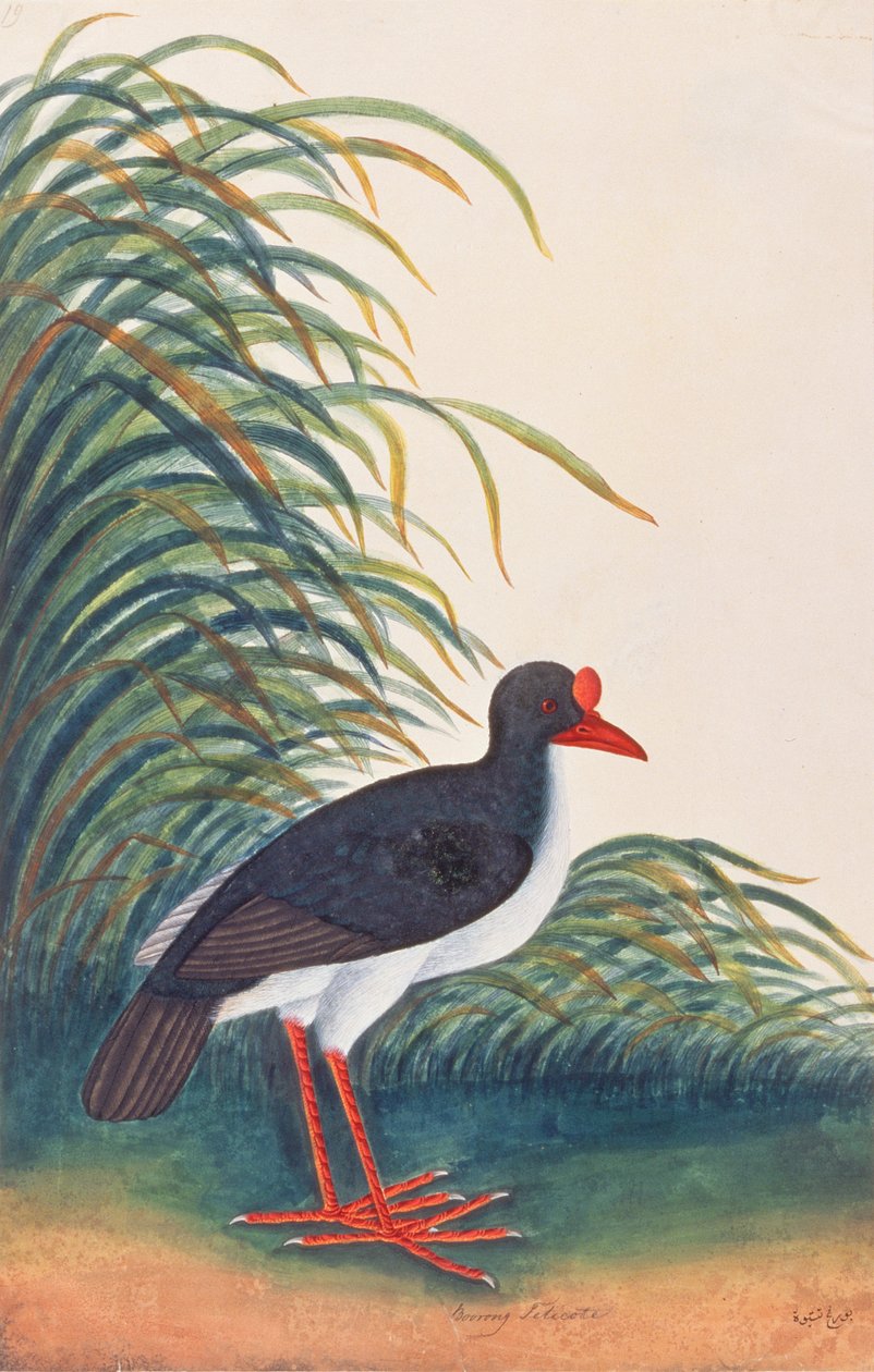 Den eurasiske østersfangeren, fra Tegninger av fugler fra Malacca, ca. 1805-18 (wc på papir) av Chinese School