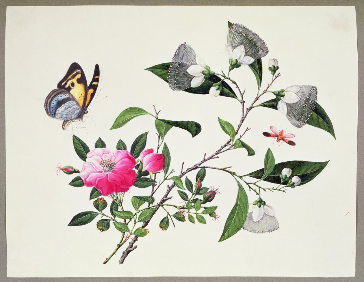 Blomsterstudie og insekter av Chinese School