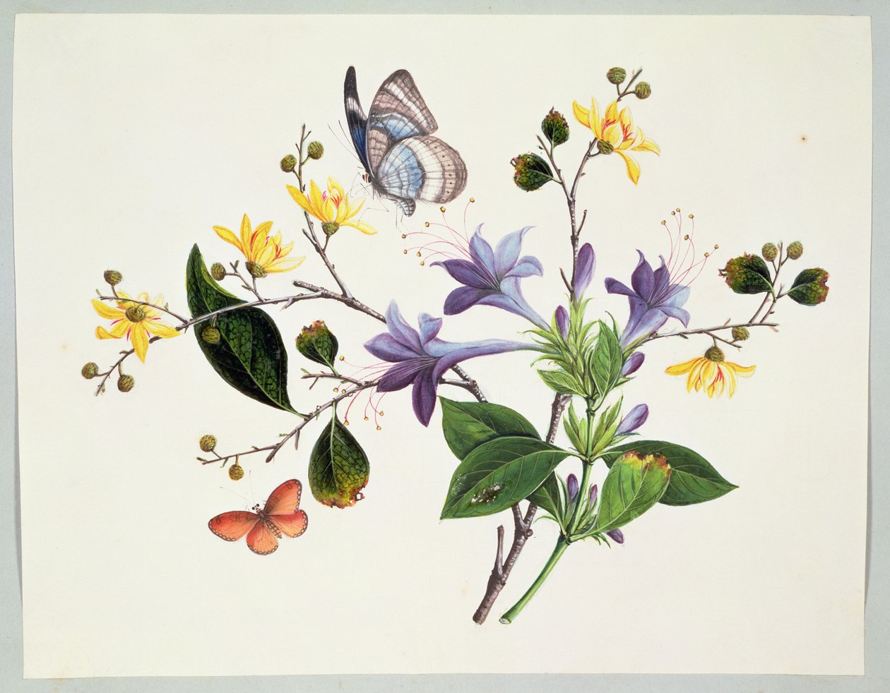 Blomsterstudie og insekter av Chinese School