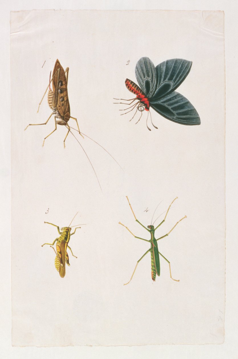 Fire insekter, fra tegninger av dyr, insekter og reptiler fra Malacca, ca. 1805-18 (wc og gouache på papir) av Chinese School