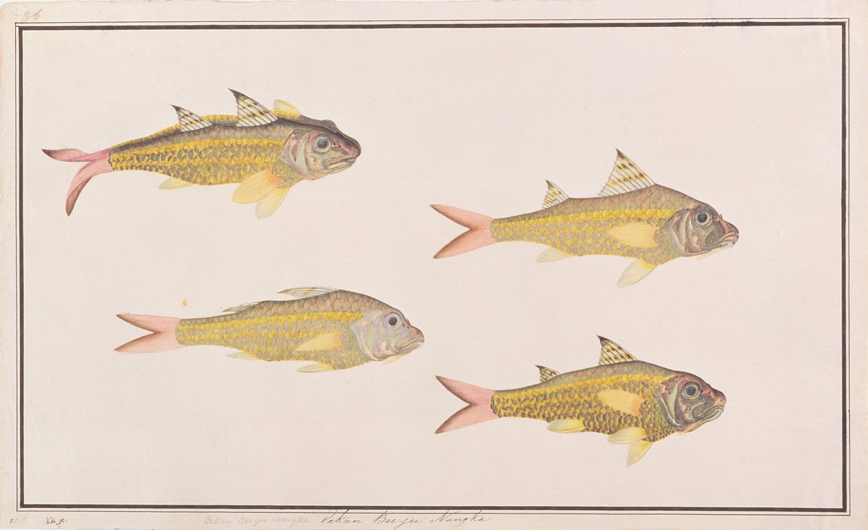 Geitefisk, fra Drawings of Fishes from Malacca, ca. 1805-18 (wc på papir) av Chinese School