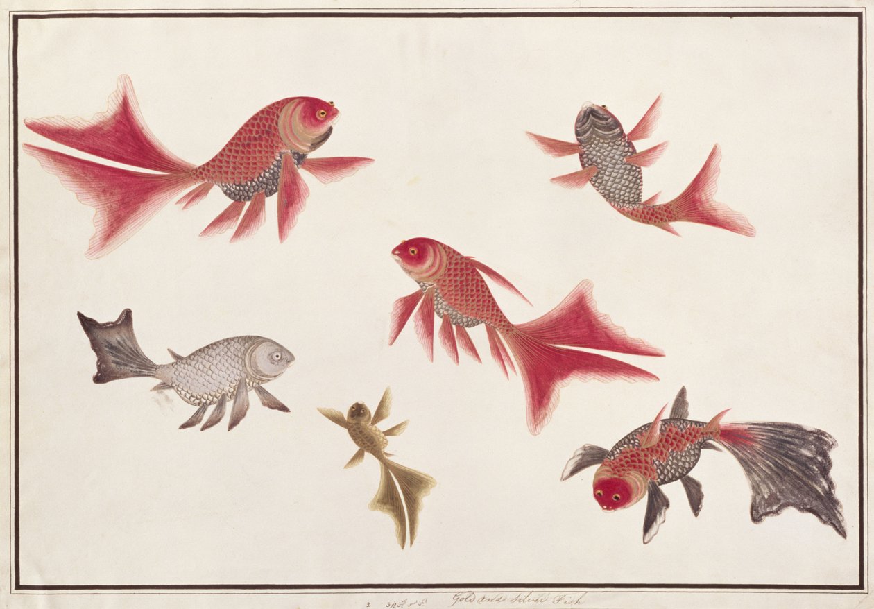 Gull og sølvfisk, fra tegninger av fisk fra Malacca, ca. 1805-18 (wc på papir) av Chinese School