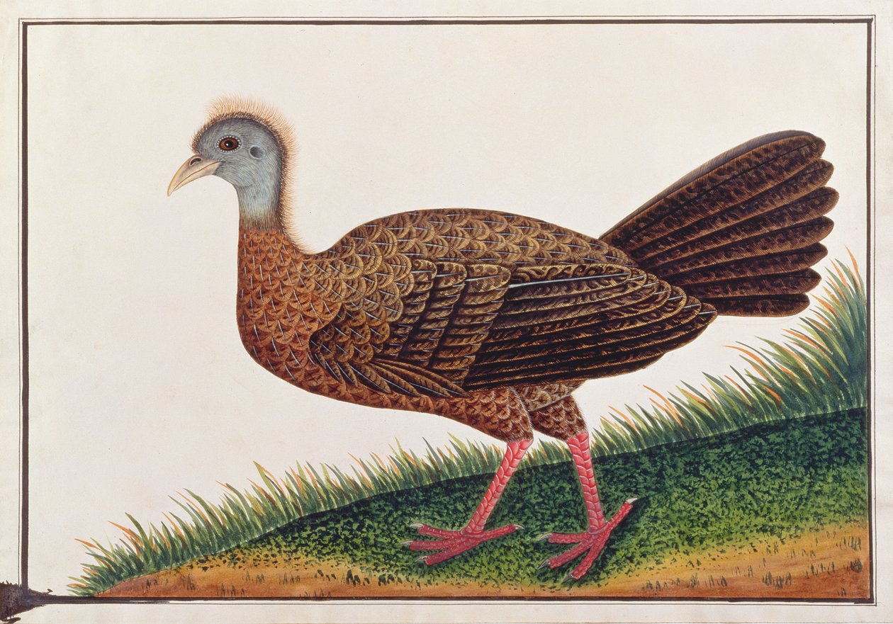 Great Argus, fra Tegninger av fugler fra Malacca, ca. 1805-18 (wc på papir) av Chinese School