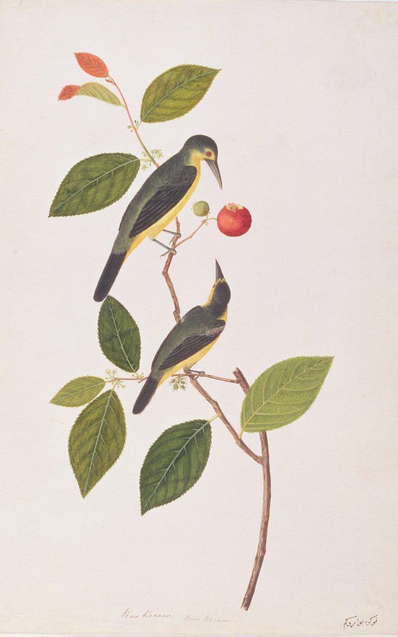 Great Iora, fra Drawings of Birds from Malacca, ca. 1805-18 (wc på papir) av Chinese School