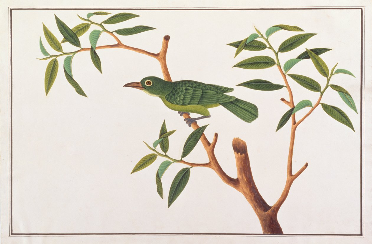 Greater Green Leafbird, fra Tegninger av fugler fra Malacca, ca. 1805-18 (wc på papir) av Chinese School
