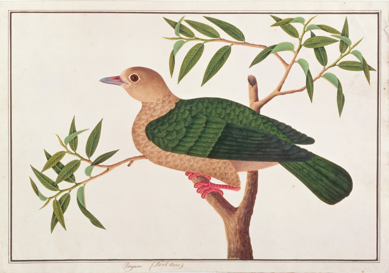 Green Imperial Pigeon, fra Tegninger av fugler fra Malacca, ca. 1805-18 (wc på papir) av Chinese School