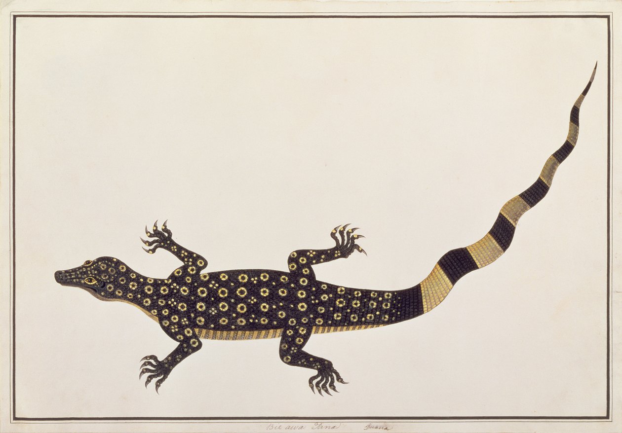 Guana, Bie awa Tana, fra Tegninger av dyr, insekter og reptiler fra Malacca, ca. 1805-18 (wc og gouache på papir) av Chinese School