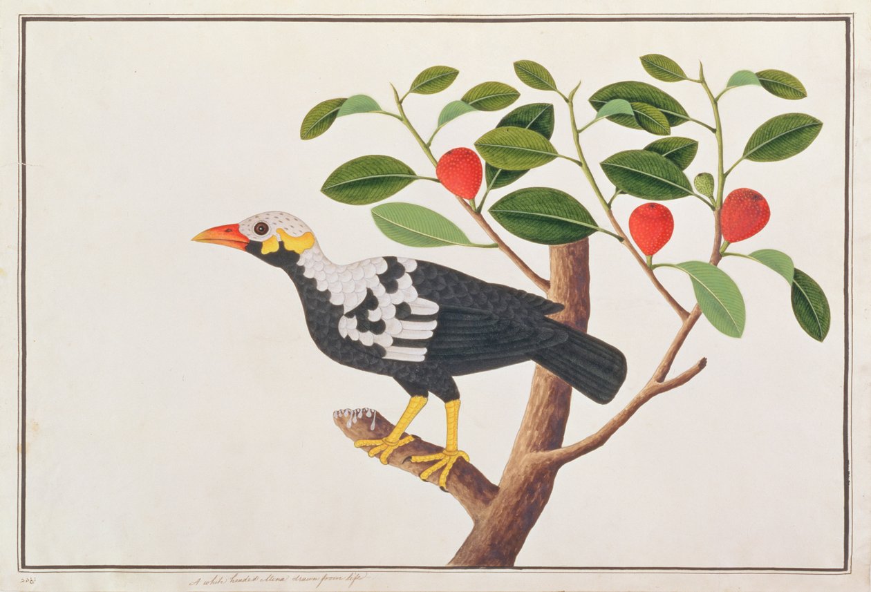 Hill Myna, fra Drawings of Birds from Malacca, ca. 1805-18 (wc på papir) av Chinese School
