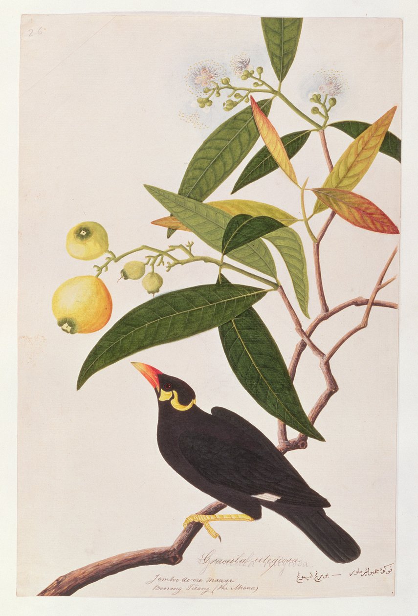 Hill Myna, fra Drawings of Birds from Malacca, ca. 1805-18 (wc på papir) av Chinese School