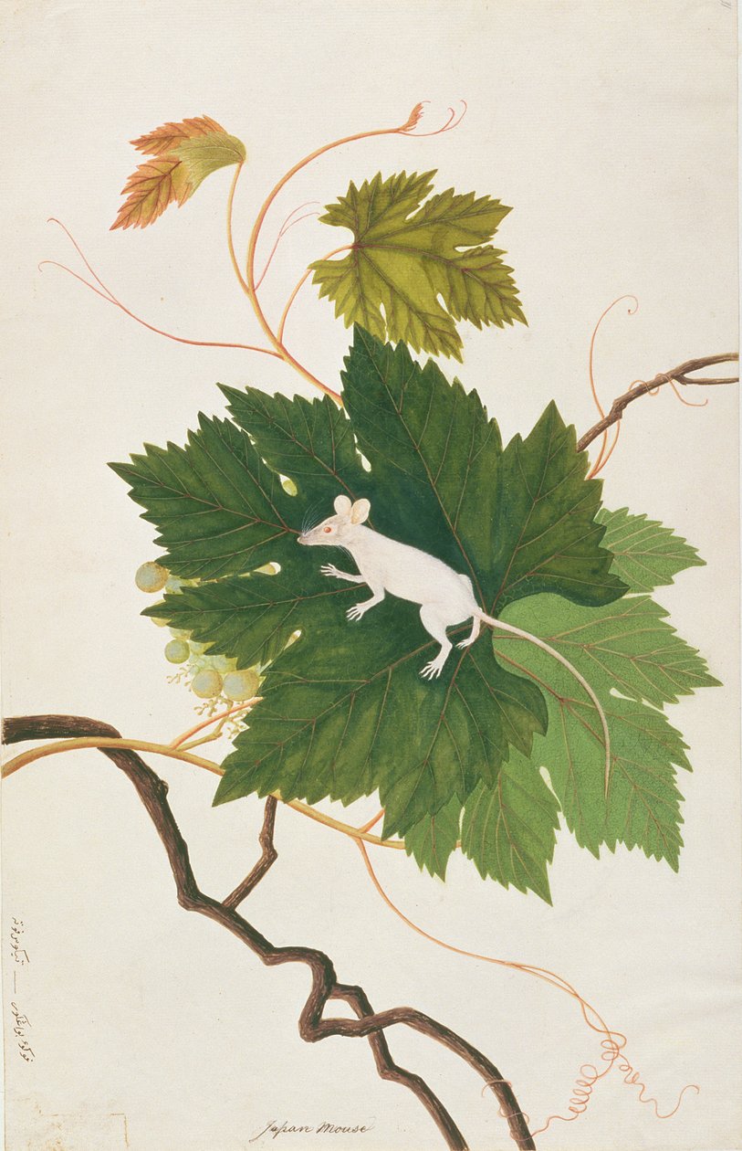 Husmus, fra tegninger av dyr, insekter og reptiler fra Malacca, ca. 1805-18 (wc og gouache på papir) av Chinese School