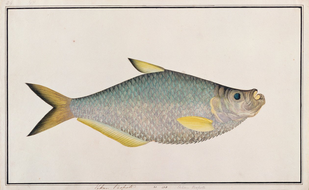Ilisha, fra Drawings of Fishes from Malacca, ca. 1805-18 (wc på papir) av Chinese School