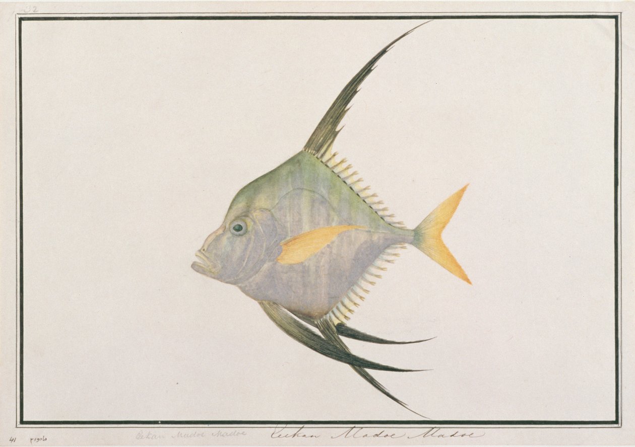 Indisk trådfisk, fra tegninger av fisk fra Malacca, ca. 1805-18 (wc på papir) av Chinese School