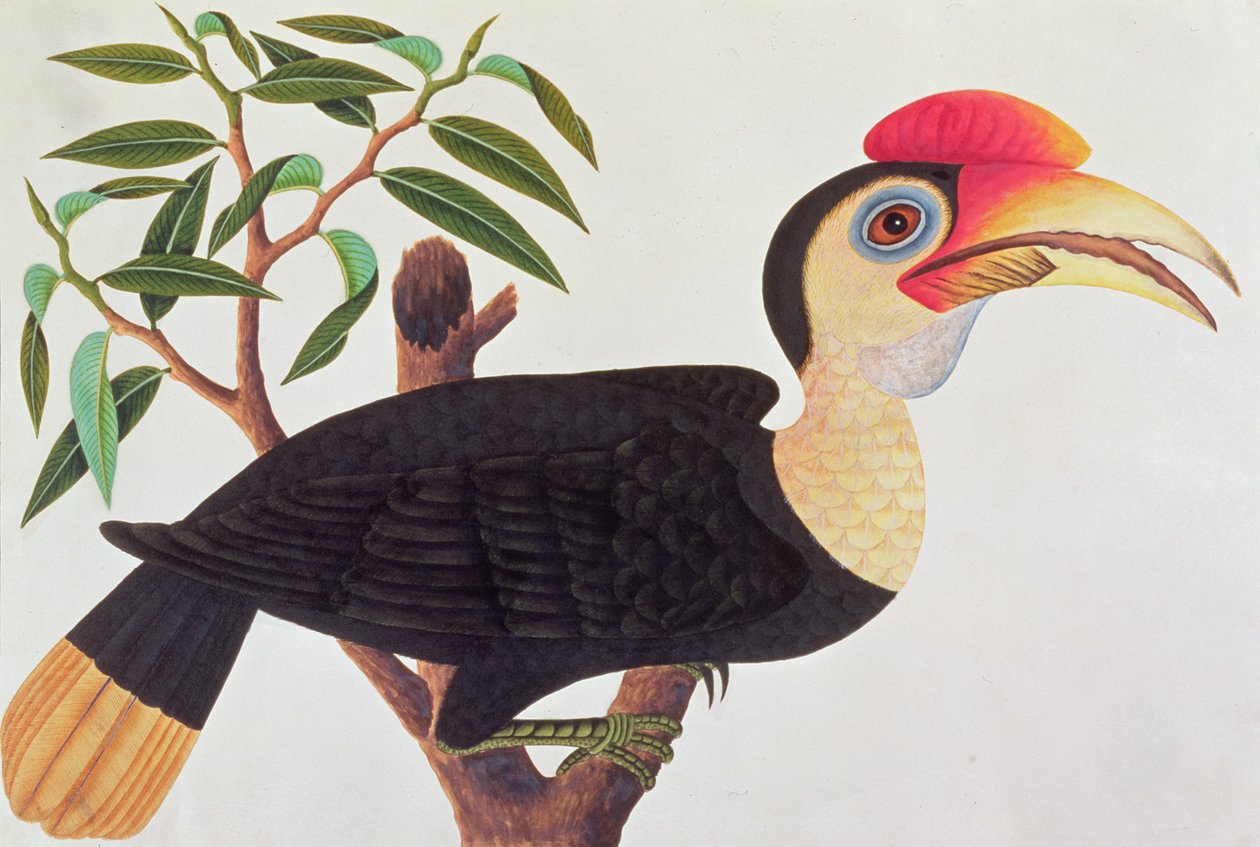 Ke-ke, fra Tegninger av fugler fra Malacca, ca. 1805-18 (wc på papir) av Chinese School
