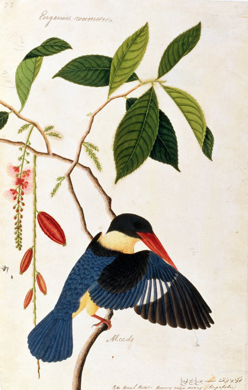 Kingfisher eller Alced, Poko Booyah Portal, Boorong radja oozing, fra Drawings of Birds from Malacca, ca. 1805-18 (wc på papir) av Chinese School