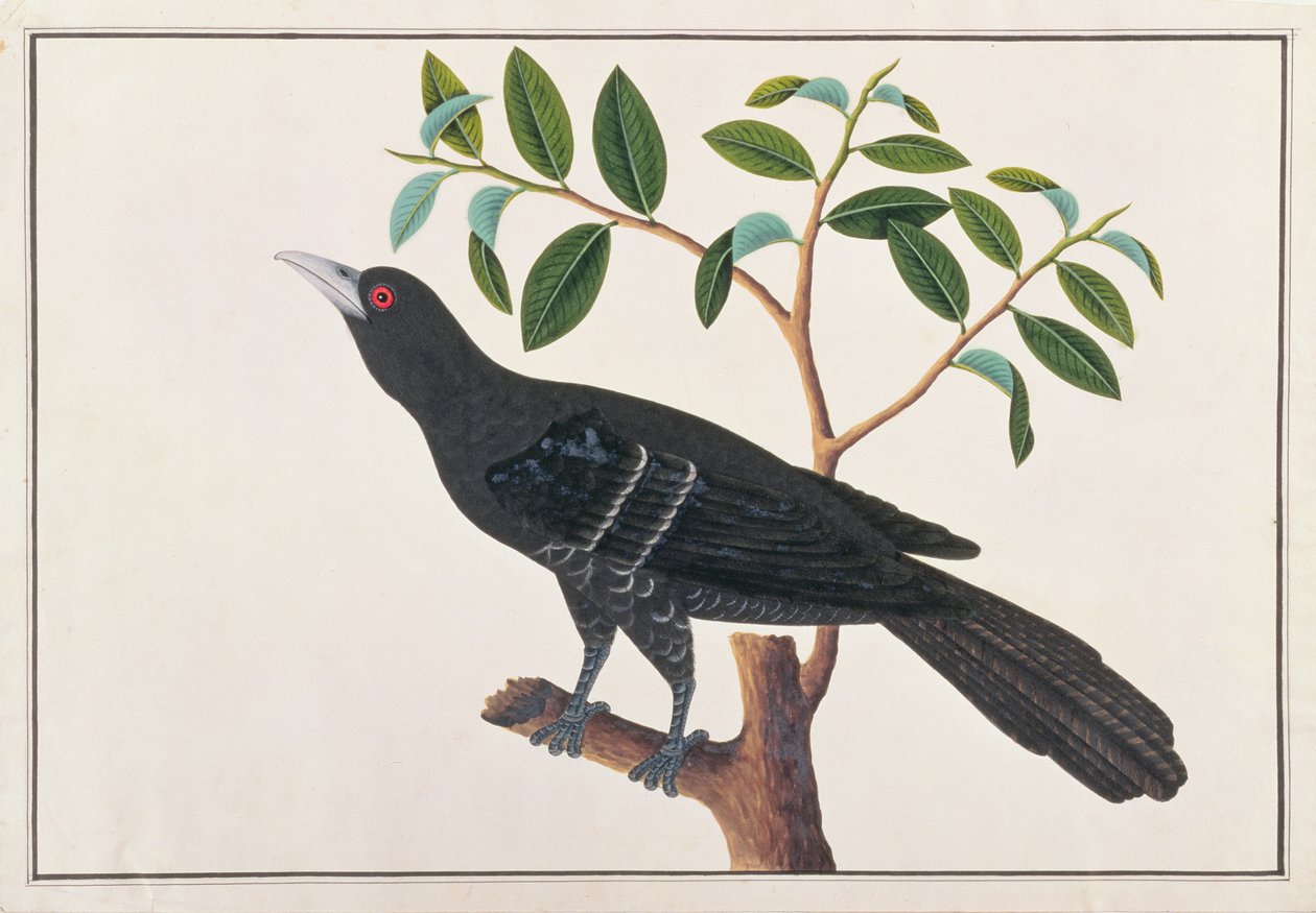 Koel, fra Drawings of Birds from Malacca, ca. 1805-18 (wc på papir) av Chinese School