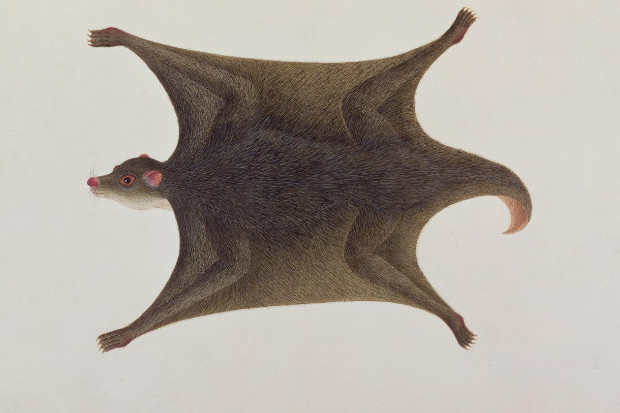 Koolong (Malay) Lemur, Macanee, fra Drawings of Animals, Insects and Reptiles of Malacca, ca. 1805-18 (wc og gouache på papir) av Chinese School