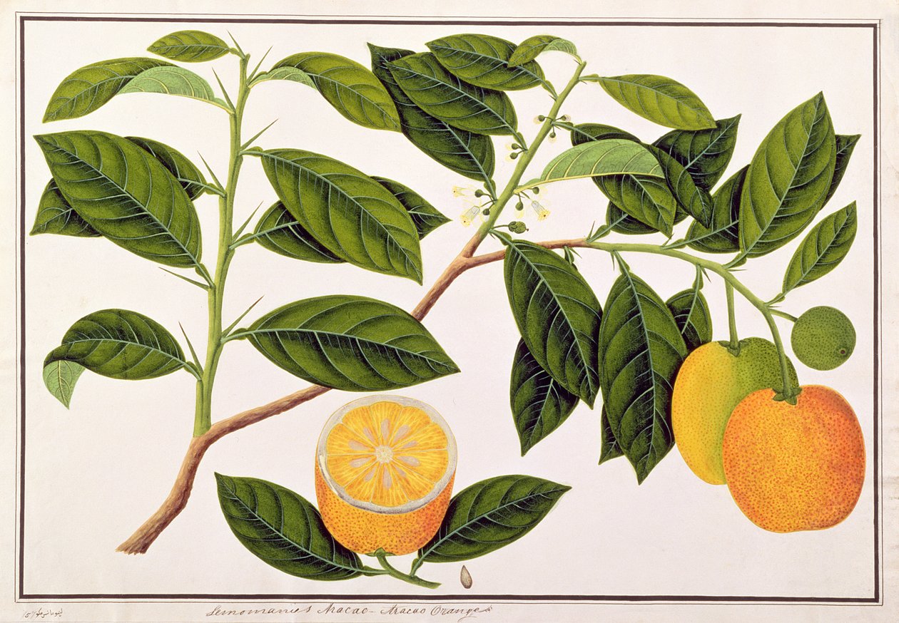 Lemomanies Macao-Macao Appelsiner, fra tegninger av planter fra Malacca, ca. 1805-18 (wc på papir) av Chinese School