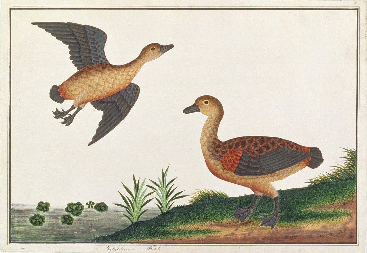 Lesser Treeduck, fra Drawings of Birds from Malacca, ca. 1805-18 (wc på papir) av Chinese School