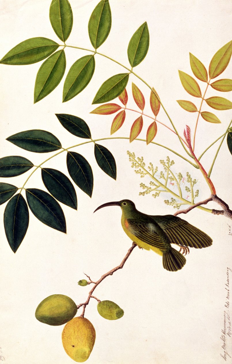 Langnebb Humming Bird, Poko Booah Kadonong, fra Drawings of Birds from Malacca, ca. 1805-18 (wc på papir) av Chinese School