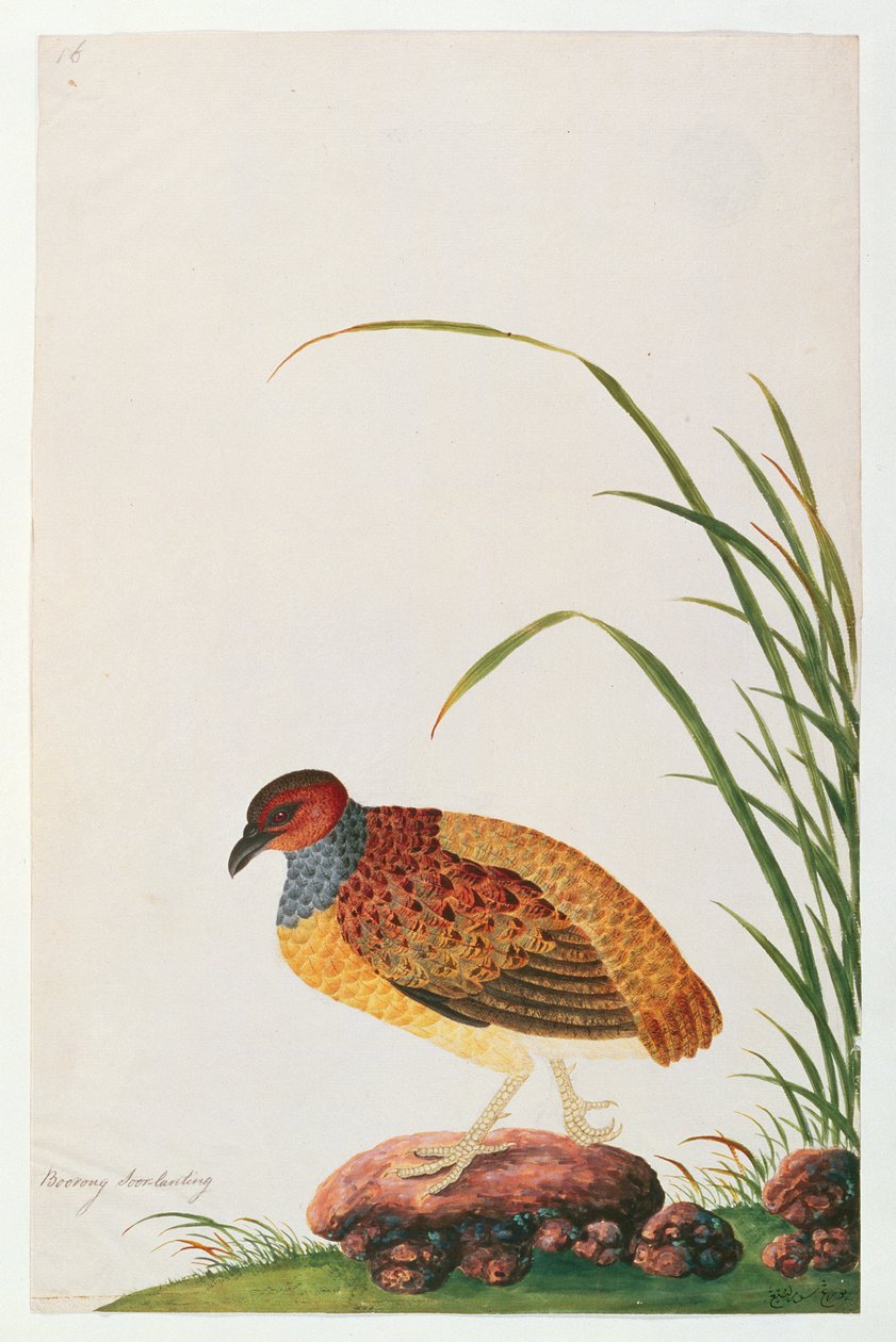 Langnebben rapphøne, fra Tegninger av fugler fra Malacca, ca. 1805-18 (wc på papir) av Chinese School