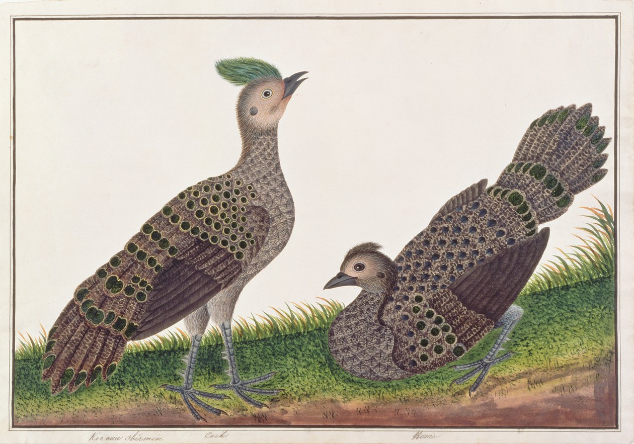 Malayanske påfuglfasaner, fra Tegninger av fugler fra Malacca, ca. 1805-18 (wc på papir) av Chinese School