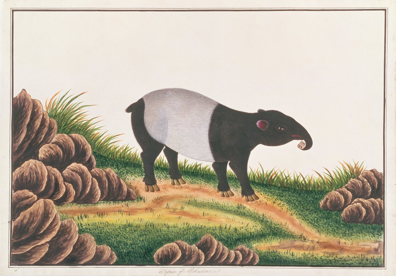 Malayan Tapir, fra Tegninger av dyr, insekter og reptiler fra Malacca, ca. 1805-18 (wc & gouache på papir) av Chinese School